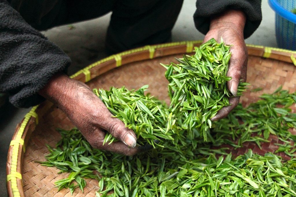 Zelený čaj- extrakt